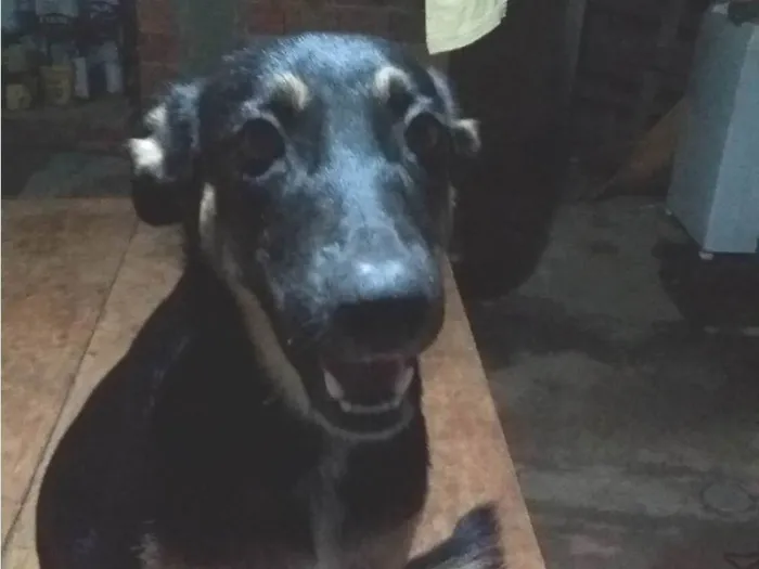 Cachorro ra a ViraLata idade 1 ano nome Kira