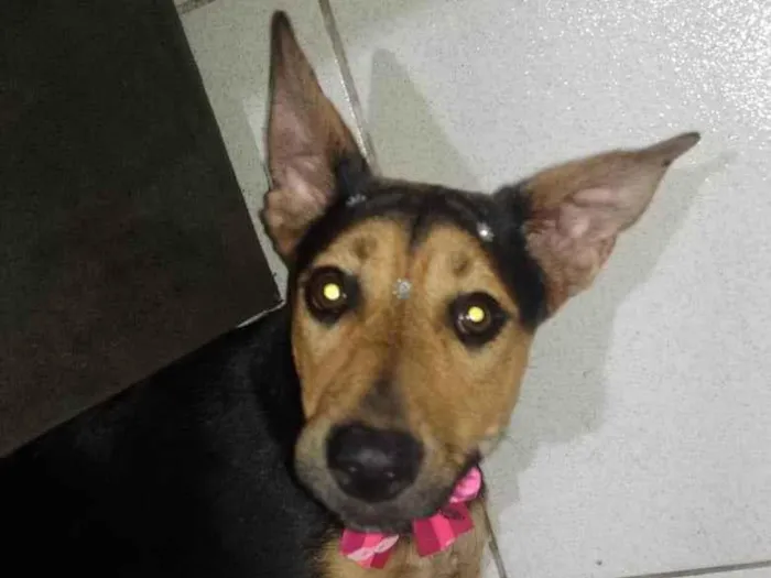 Cachorro ra a Vira lata idade 7 a 11 meses nome FIONA 