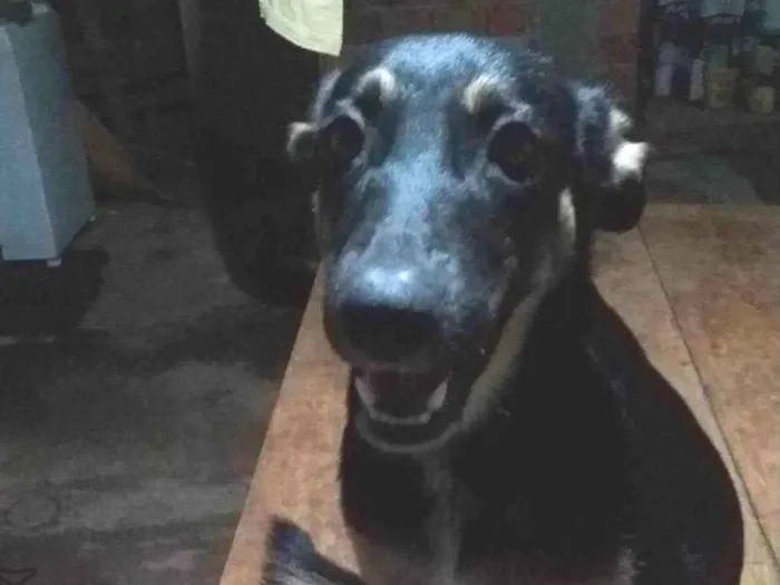 Cachorro ra a ViraLata idade 1 ano nome Kira