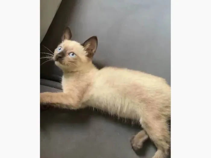 Gato ra a Siamês idade Abaixo de 2 meses nome sem nome