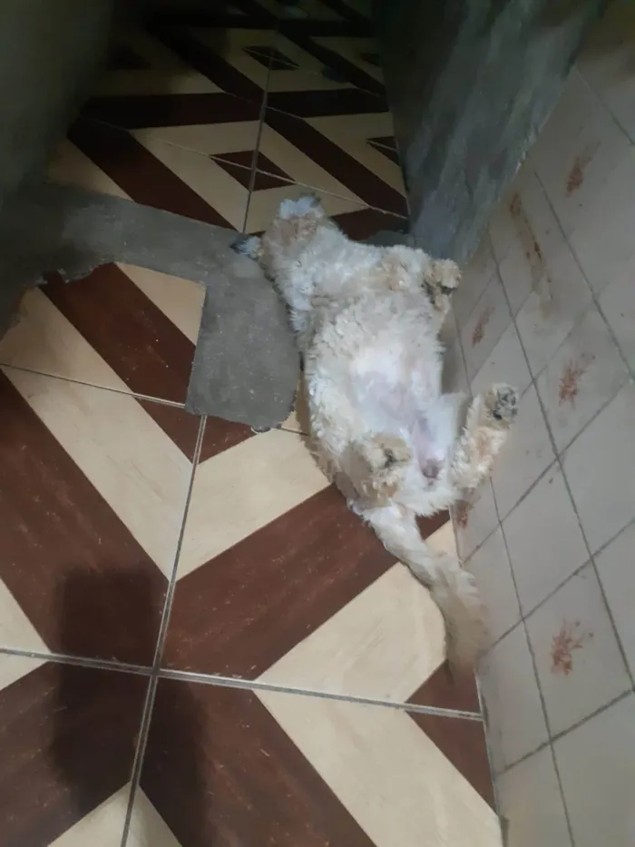 Cachorro ra a SRD-ViraLata idade 3 anos nome Aquila