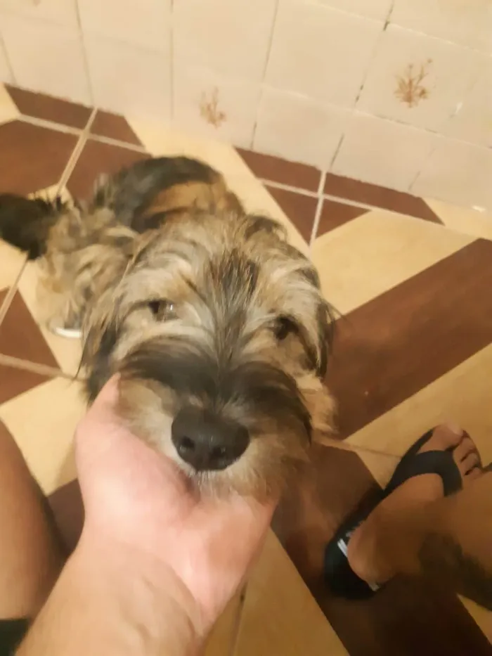 Cachorro ra a SRD-ViraLata idade 2 anos nome Aquiles