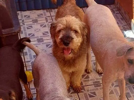 Cachorro ra a SRD-ViraLata idade 2 anos nome Aquiles