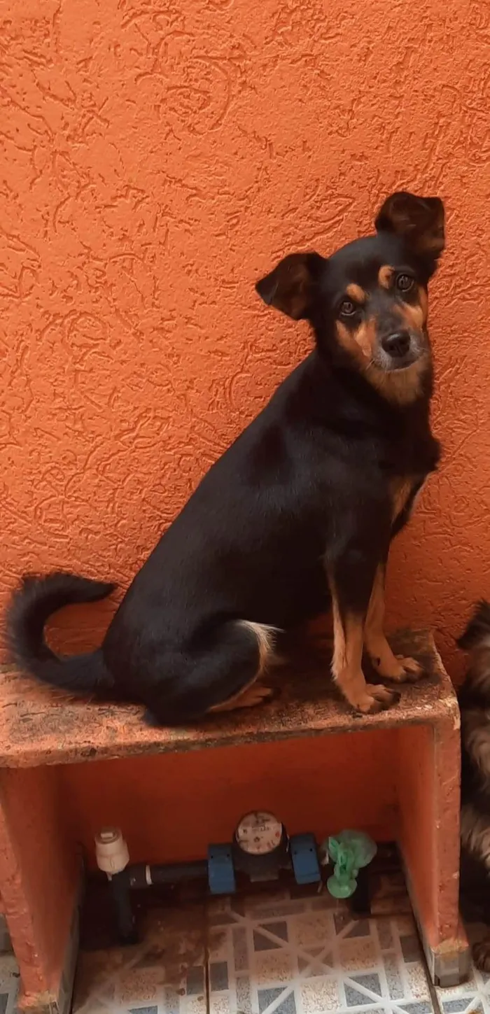 Cachorro ra a SRD-ViraLata idade 6 ou mais anos nome Preta