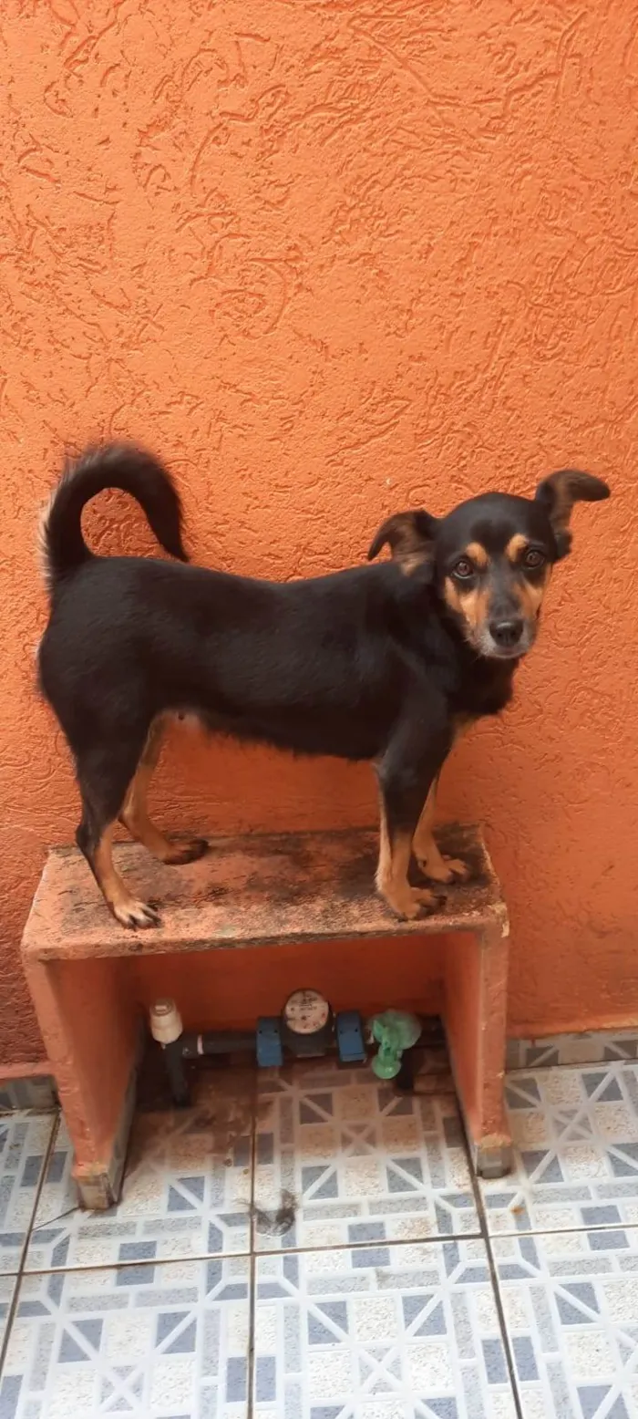 Cachorro ra a SRD-ViraLata idade 6 ou mais anos nome Preta