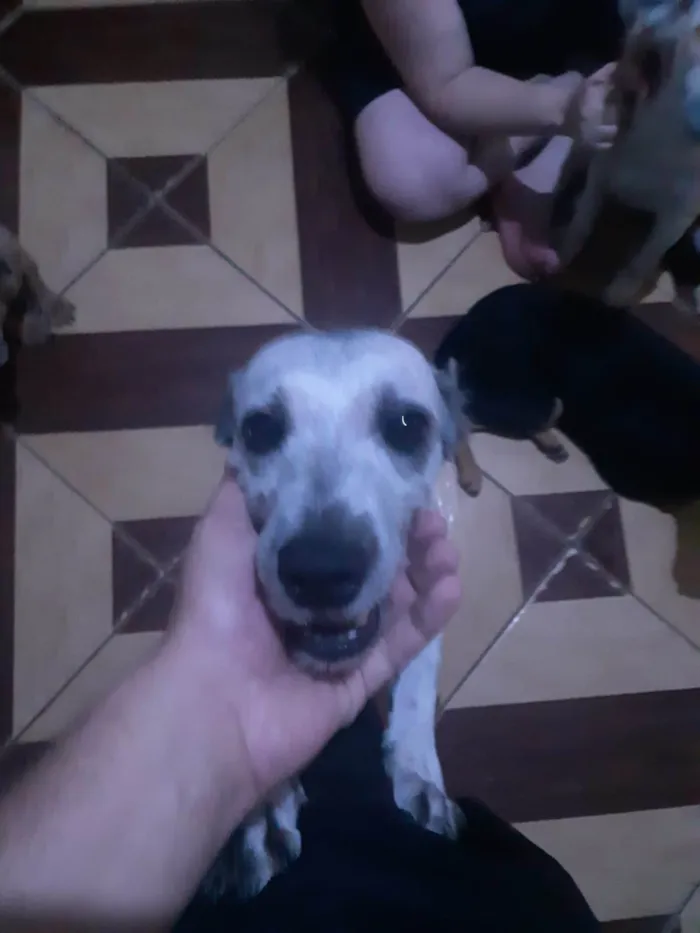 Cachorro ra a SRD-ViraLata idade 2 anos nome Ruana