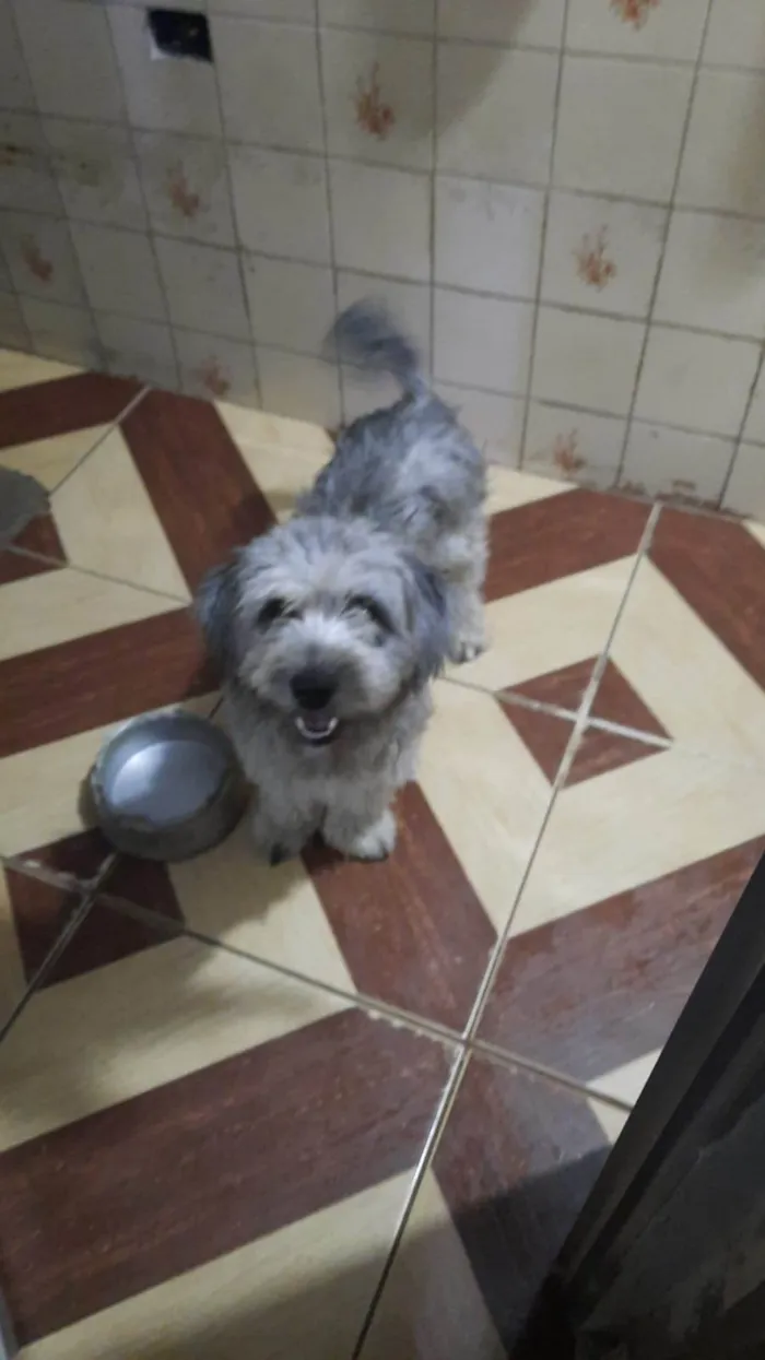 Cachorro ra a SRD-ViraLata idade 2 anos nome Ruana