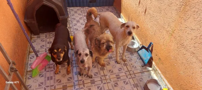 Cachorro ra a SRD-ViraLata idade 2 anos nome Ruana