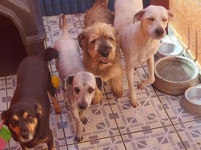 Cachorro ra a SRD-ViraLata idade 3 anos nome Aquila