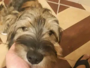 Cachorro raça SRD-ViraLata idade 2 anos nome Aquiles