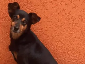 Cachorro raça SRD-ViraLata idade 6 ou mais anos nome Preta