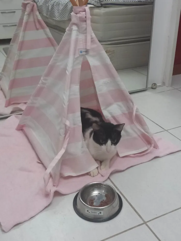 Gato ra a FRAJOLA idade 1 ano nome GONLIN