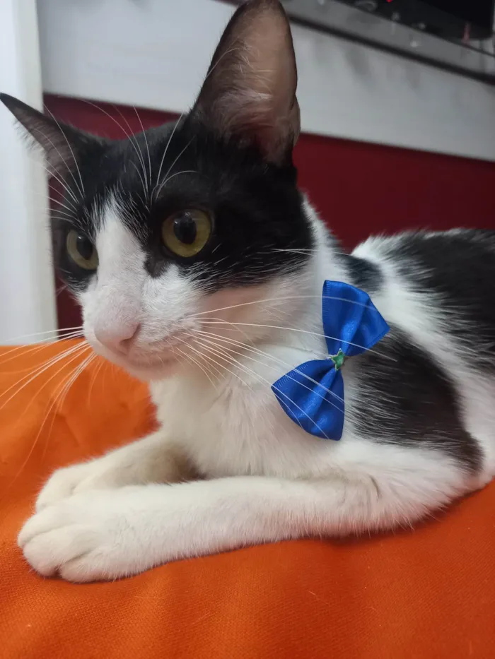 Gato ra a FRAJOLA idade 1 ano nome GONLIN