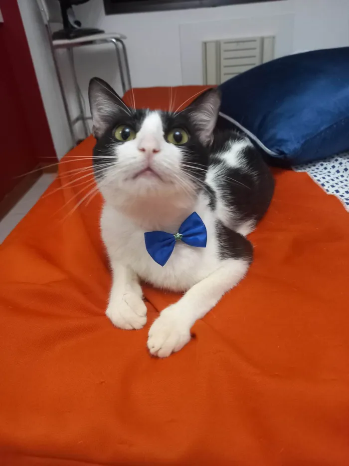 Gato ra a FRAJOLA idade 1 ano nome GONLIN