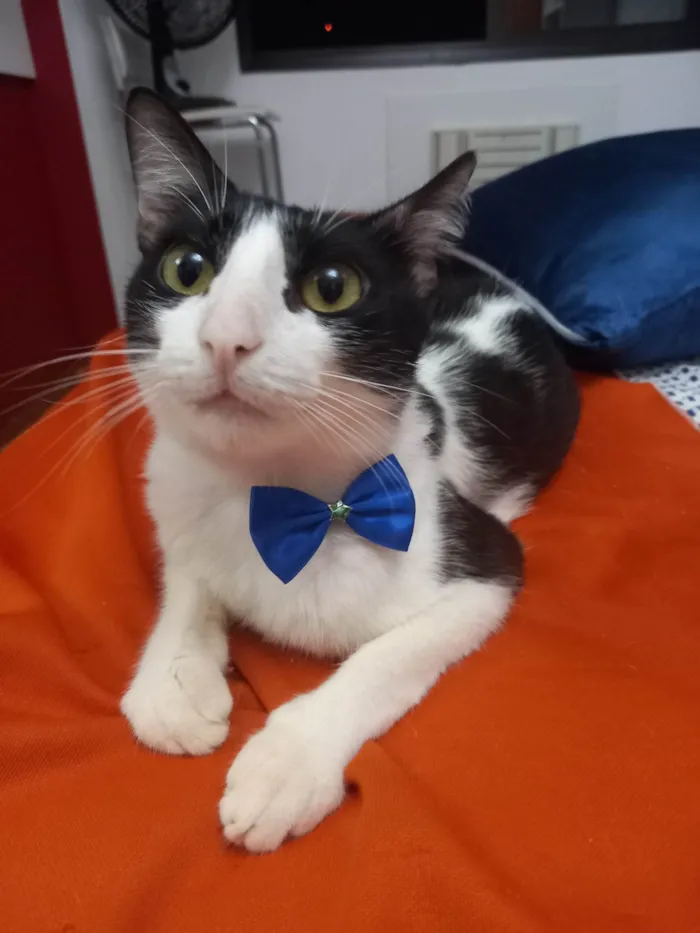 Gato ra a FRAJOLA idade 1 ano nome GONLIN