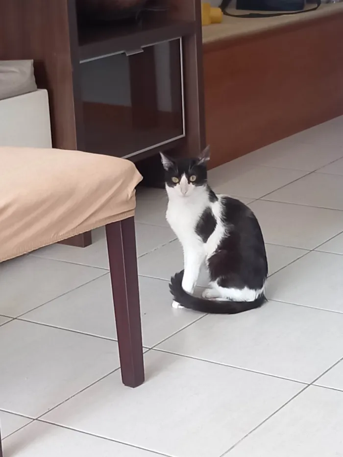 Gato ra a FRAJOLA idade 1 ano nome GONLIN