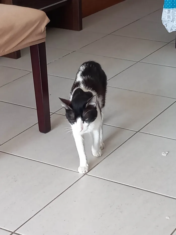 Gato ra a FRAJOLA idade 1 ano nome GONLIN