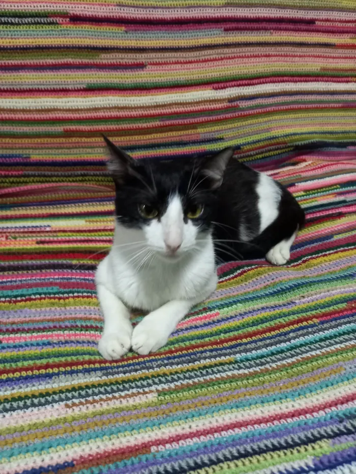 Gato ra a FRAJOLA idade 1 ano nome GONLIN