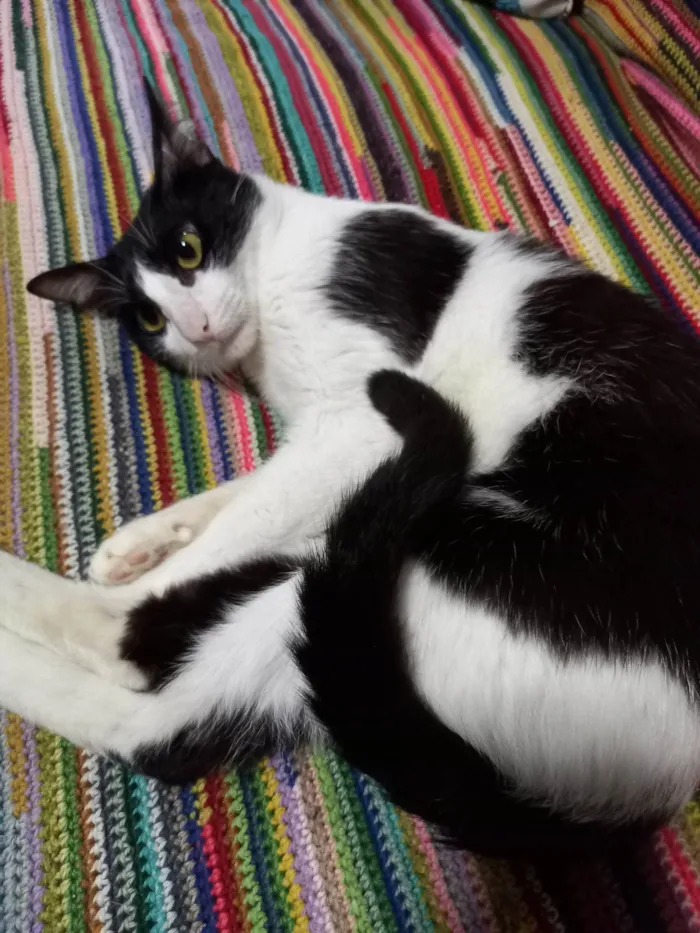Gato ra a FRAJOLA idade 1 ano nome GONLIN