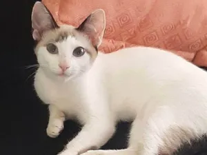 Gato raça Siamês idade Abaixo de 2 meses nome Lua