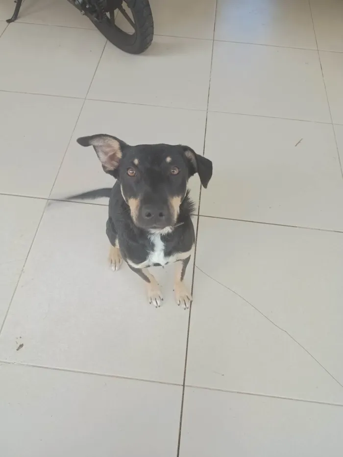 Cachorro ra a SRD-ViraLata idade 1 ano nome Bidu