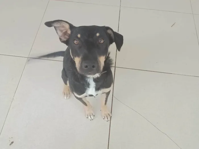 Cachorro ra a SRD-ViraLata idade 1 ano nome Bidu