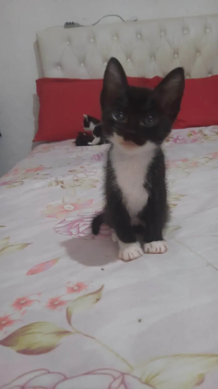 Gato ra a  idade 1 ano nome Piolhinho