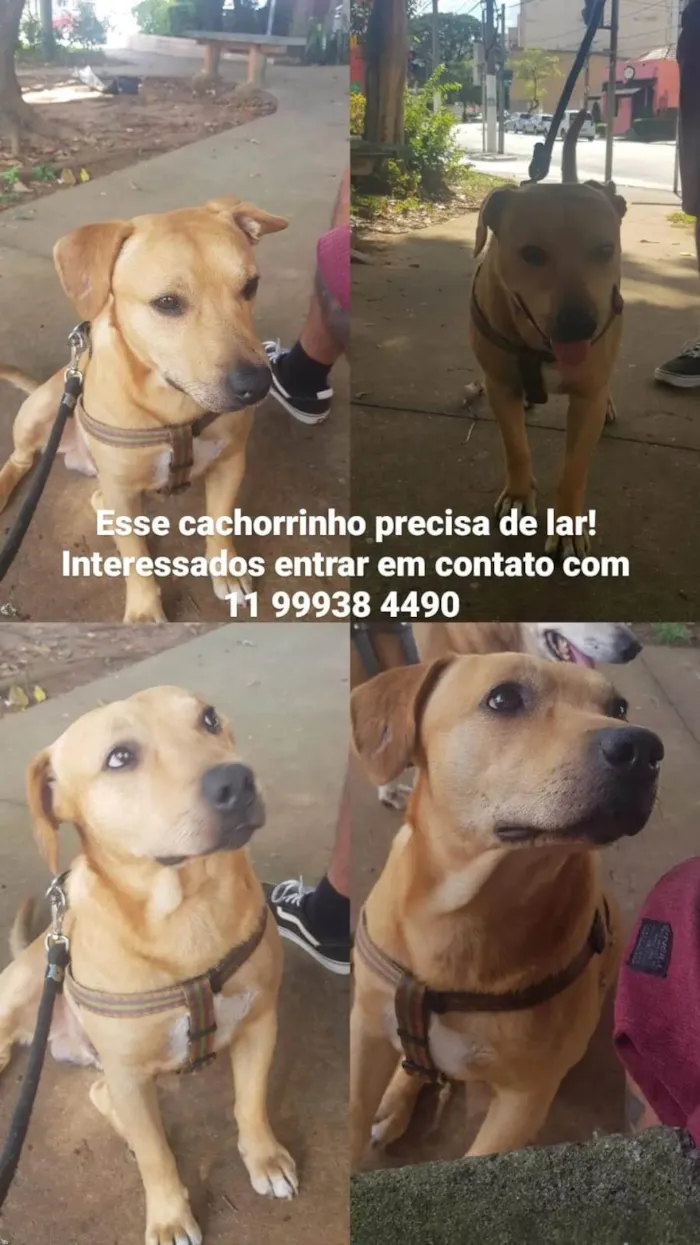 Cachorro ra a SRD-ViraLata idade 1 ano nome Bolinha