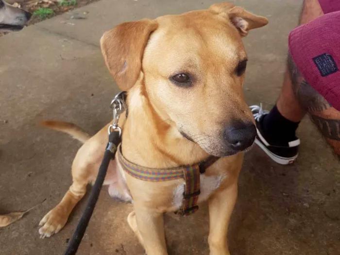 Cachorro ra a SRD-ViraLata idade 1 ano nome Bolinha