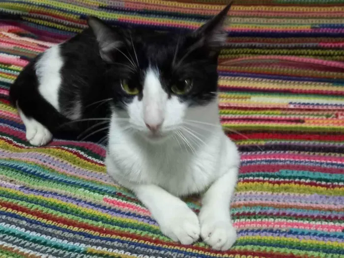 Gato ra a FRAJOLA idade 1 ano nome GONLIN