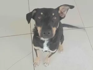 Cachorro raça SRD-ViraLata idade 1 ano nome Bidu