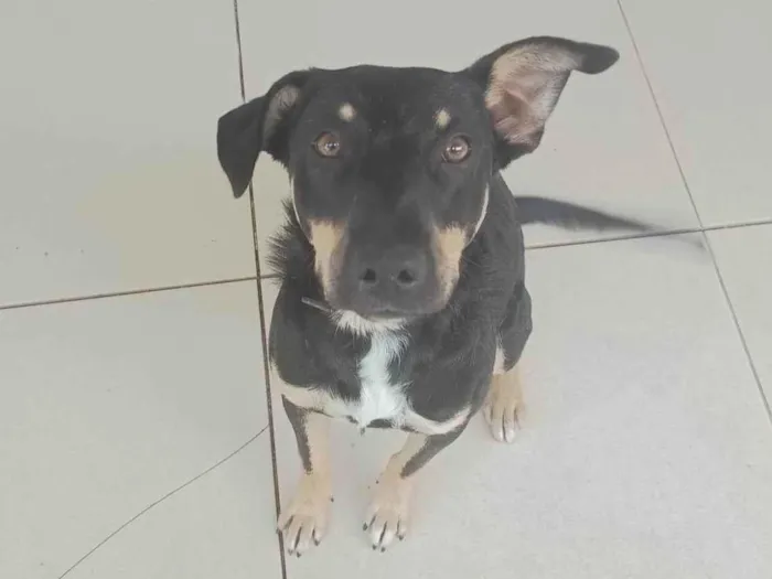 Cachorro ra a SRD-ViraLata idade 1 ano nome Bidu