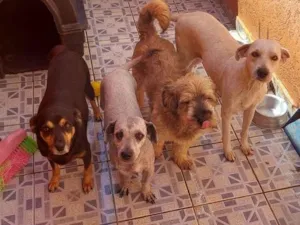 Cachorro raça SRD-ViraLata idade 2 anos nome Ruana