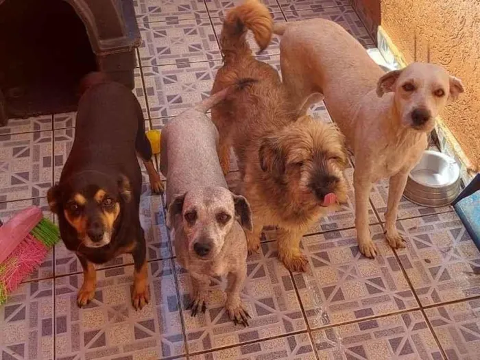 Cachorro ra a SRD-ViraLata idade 2 anos nome Ruana