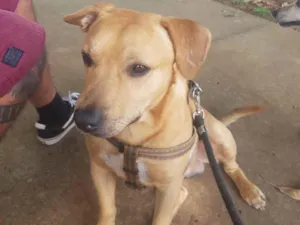 Cachorro raça SRD-ViraLata idade 1 ano nome Bolinha