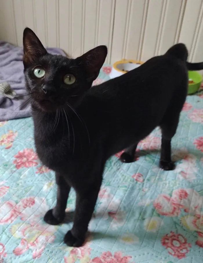 Gato ra a SRD-ViraLata idade 3 anos nome MARIA BONITA