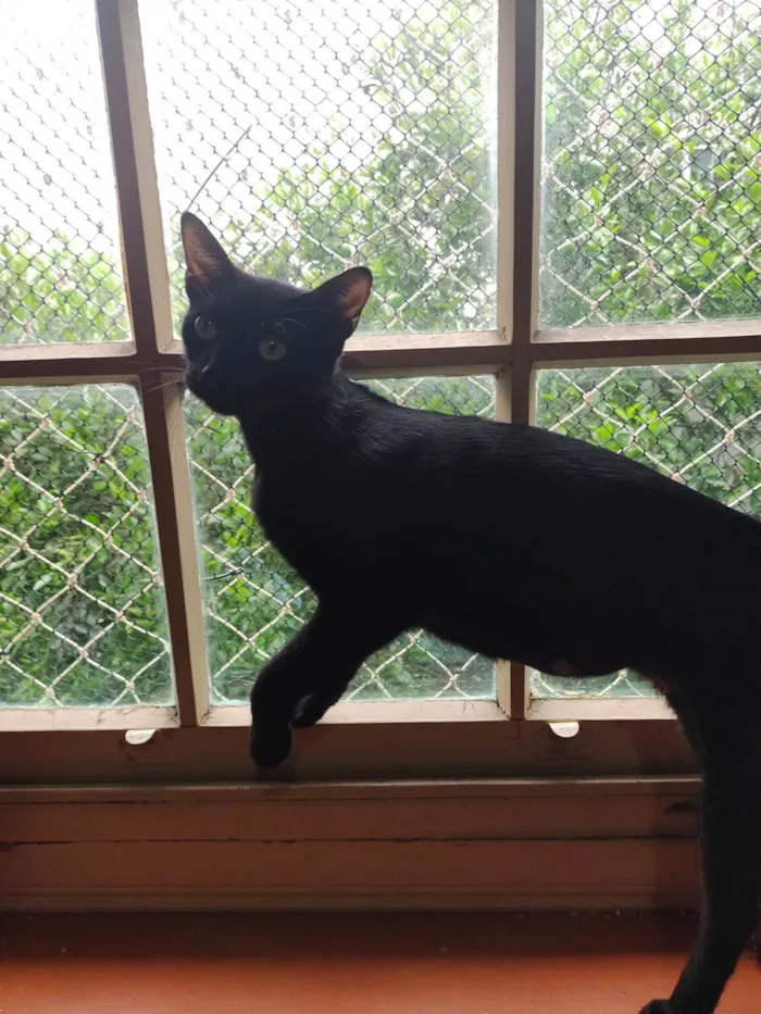 Gato ra a SRD-ViraLata idade 3 anos nome MARIA BONITA