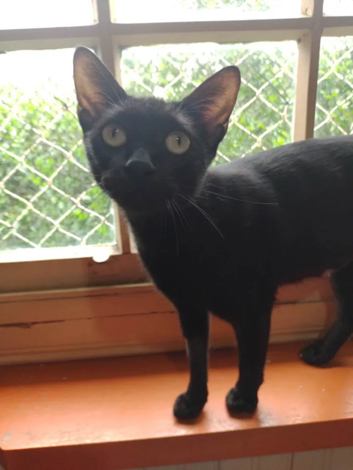 Gato ra a SRD-ViraLata idade 3 anos nome MARIA BONITA