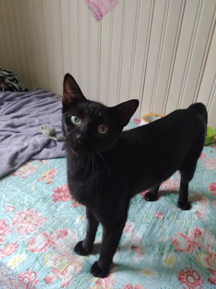 Gato ra a SRD-ViraLata idade 3 anos nome MARIA BONITA