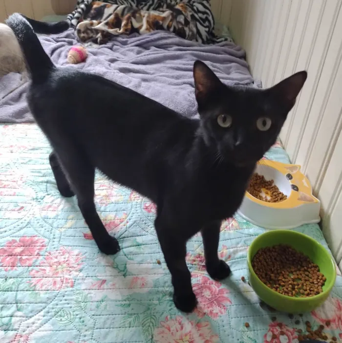 Gato ra a SRD-ViraLata idade 3 anos nome MARIA BONITA