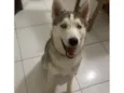 Loki