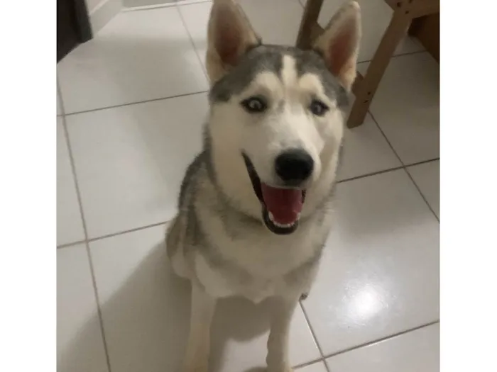 Cachorro ra a Husky Siberiano idade 1 ano nome Loki