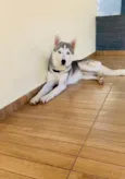 Loki