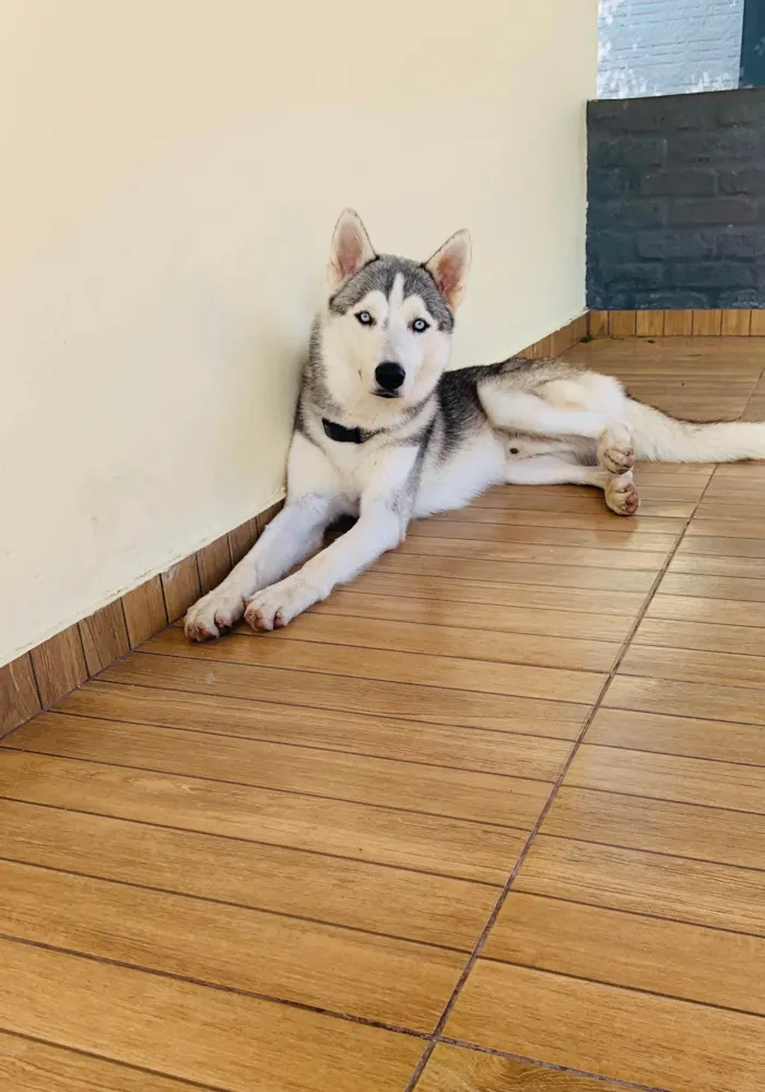 Cachorro ra a Husky Siberiano idade 1 ano nome Loki
