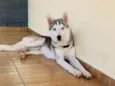 Loki