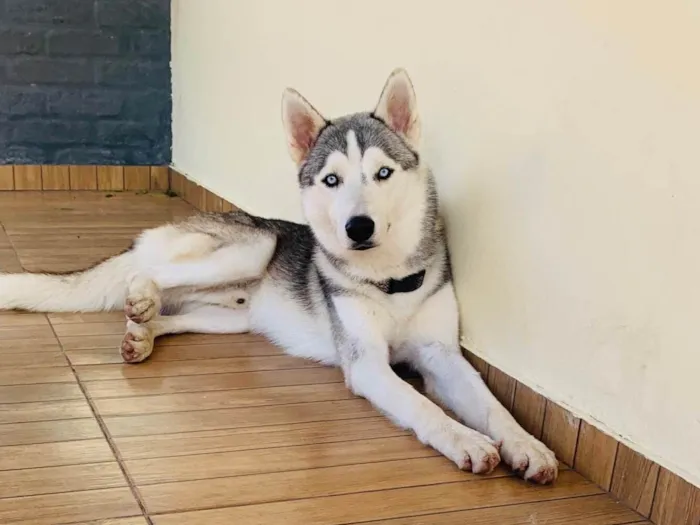 Cachorro ra a Husky Siberiano idade 1 ano nome Loki