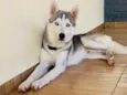 Loki