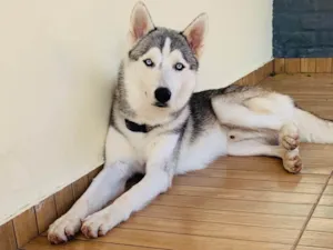 Cachorro raça Husky Siberiano idade 1 ano nome Loki