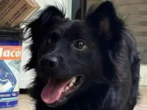 Cachorro raça SRD-ViraLata idade 1 ano nome Bobby