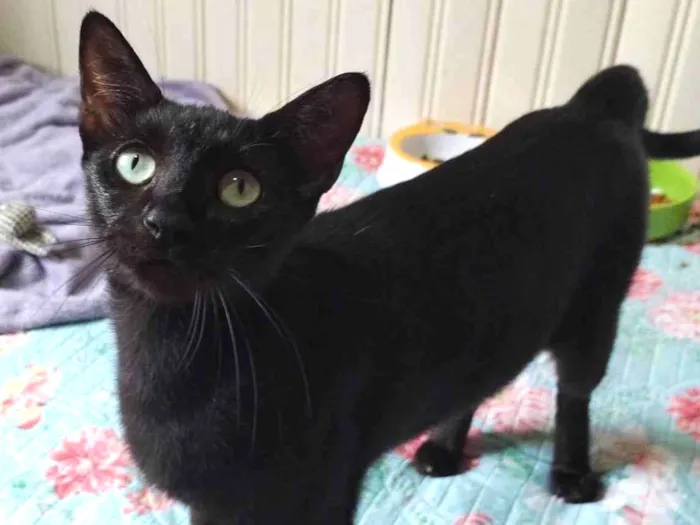 Gato ra a SRD-ViraLata idade 3 anos nome MARIA BONITA